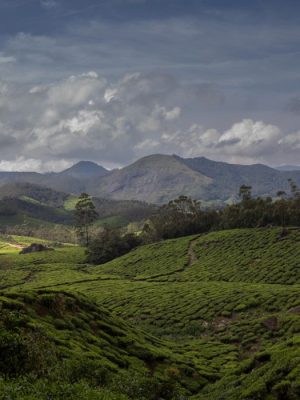 Tea Gardens | Western Ghats Munnar, Kerala, India