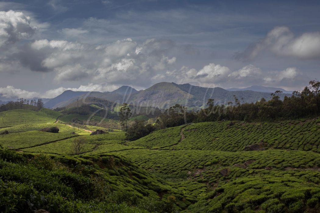 Tea Gardens | Western Ghats Munnar, Kerala, India