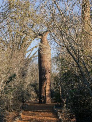 Baobab Tree I | Madagascar