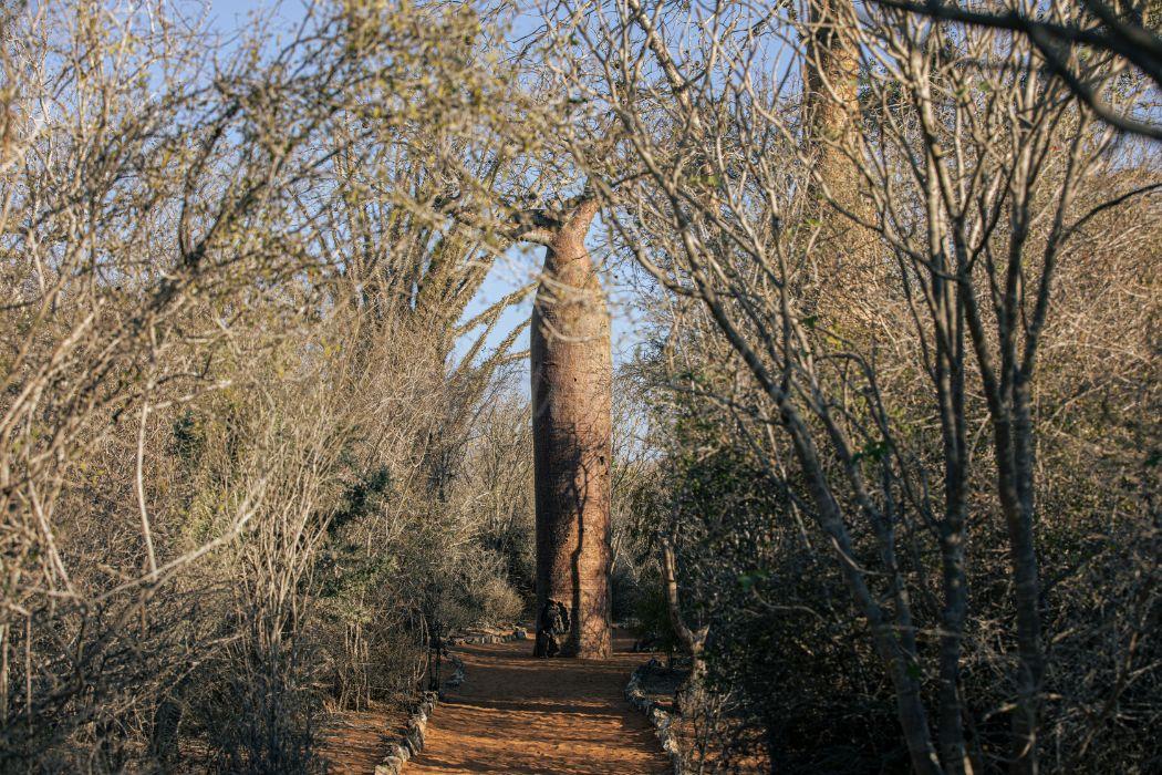 Baobab Tree I | Madagascar