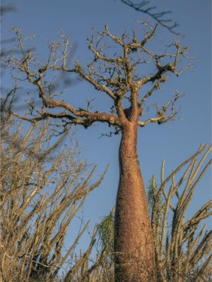 Baobab Tree II | Madagascar