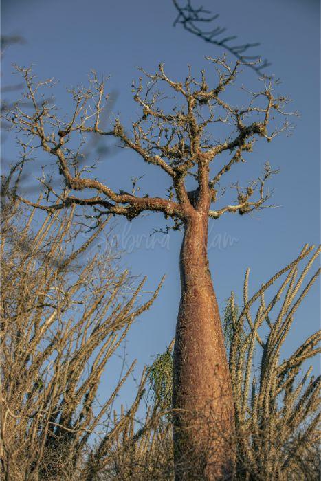 Baobab Tree II | Madagascar