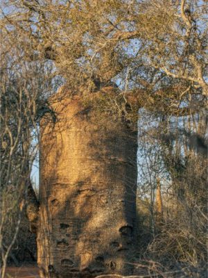 Baobab Tree III | Madagascar
