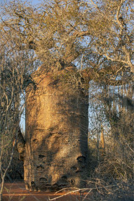 Baobab Tree III | Madagascar