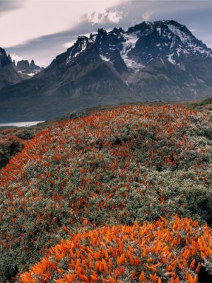 Fire Tongue Plant | (Anarthrophyllum desideratum)Torres del Paine, Patagonia, Chile