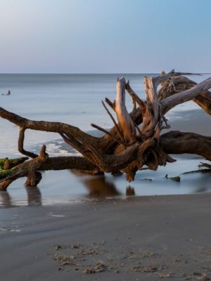 Sun-Bleached Oaks, Boneyard Beach | Edisto Island, South Carolina, USA