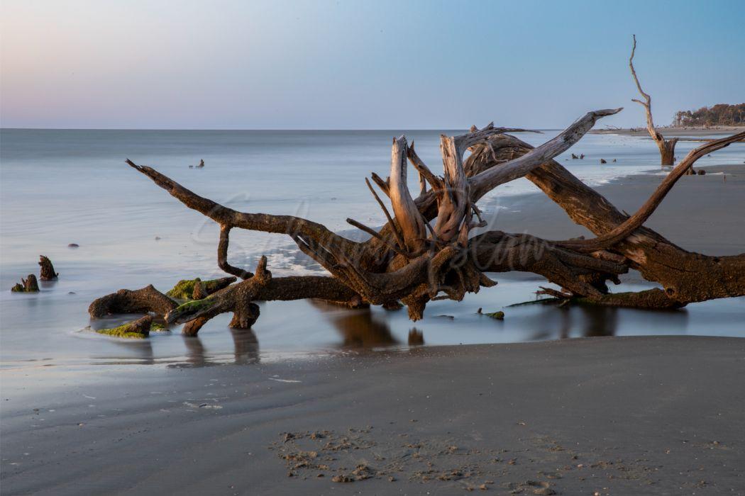 Sun-Bleached Oaks, Boneyard Beach | Edisto Island, South Carolina, USA