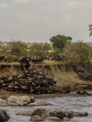 Wildebeest Migration IV | Mara River Crossing Serengeti–Maasai Mara