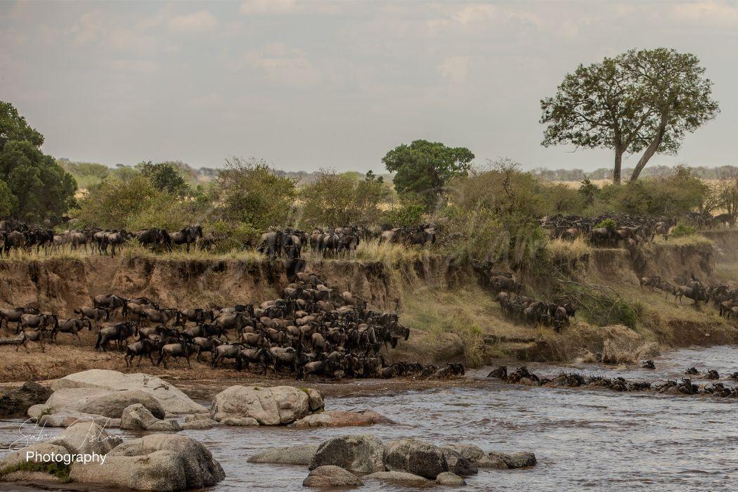 Wildebeest Migration I | Mara River Crossing Serengeti–Maasai Mara