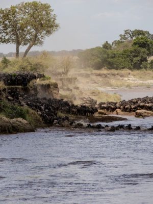 Wildebeest Migration III | Mara River Crossing Serengeti–Maasai Mara