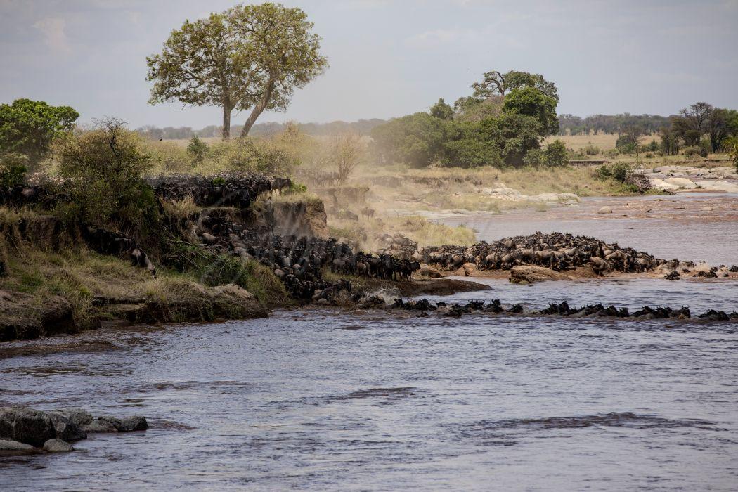 Wildebeest Migration III | Mara River Crossing Serengeti–Maasai Mara