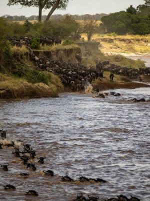 Wildebeest Migration I | Mara River Crossing Serengeti–Maasai Mara