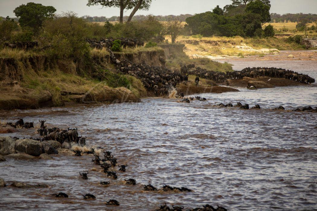 Wildebeest Migration IV | Mara River Crossing Serengeti–Maasai Mara