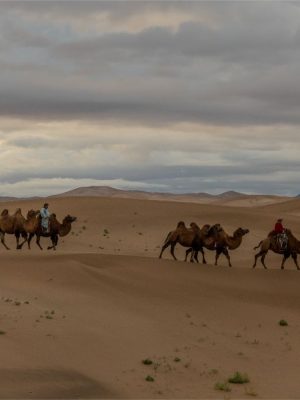 Bactrian Camels | Gobi Desert, Mongolia
