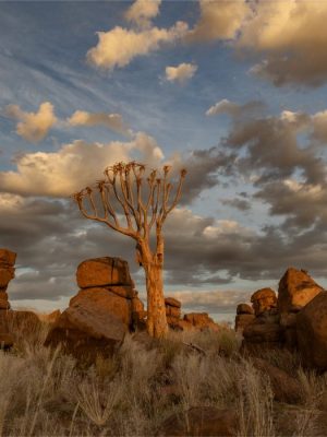 Quiver Tree and Giant’s Playground | Keetmanshoop, Namibia