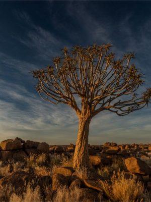 Quiver Tree Forest | Keetmanshoop, Namibia
