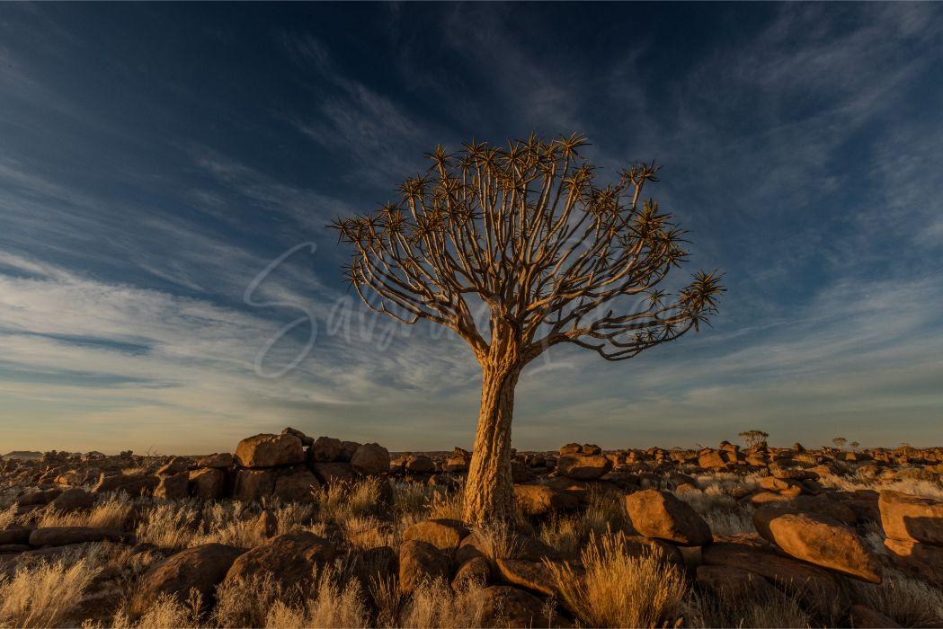 Quiver Tree Forest | Keetmanshoop, Namibia